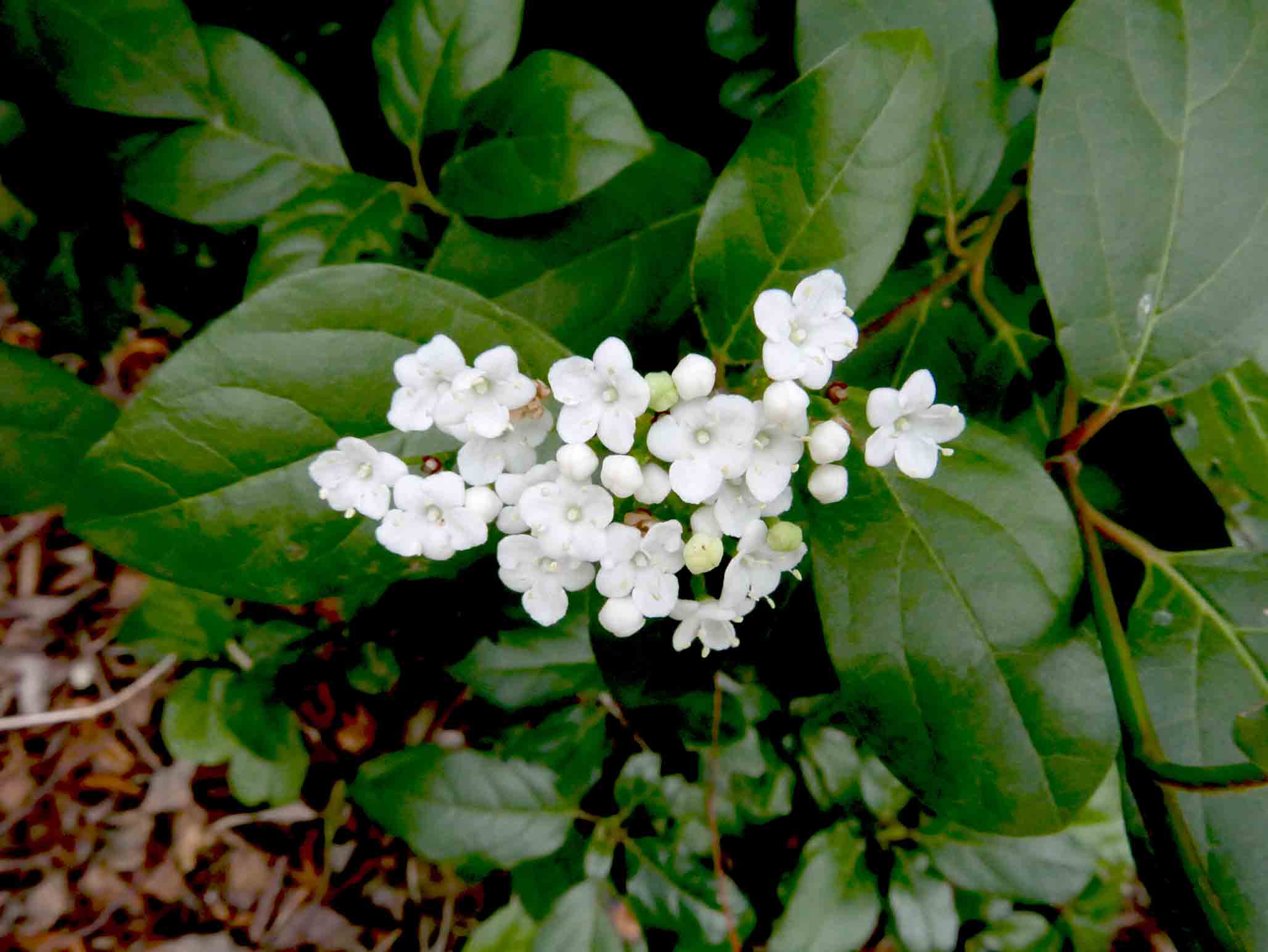Monte Brione (TN) - Viburnum tinus